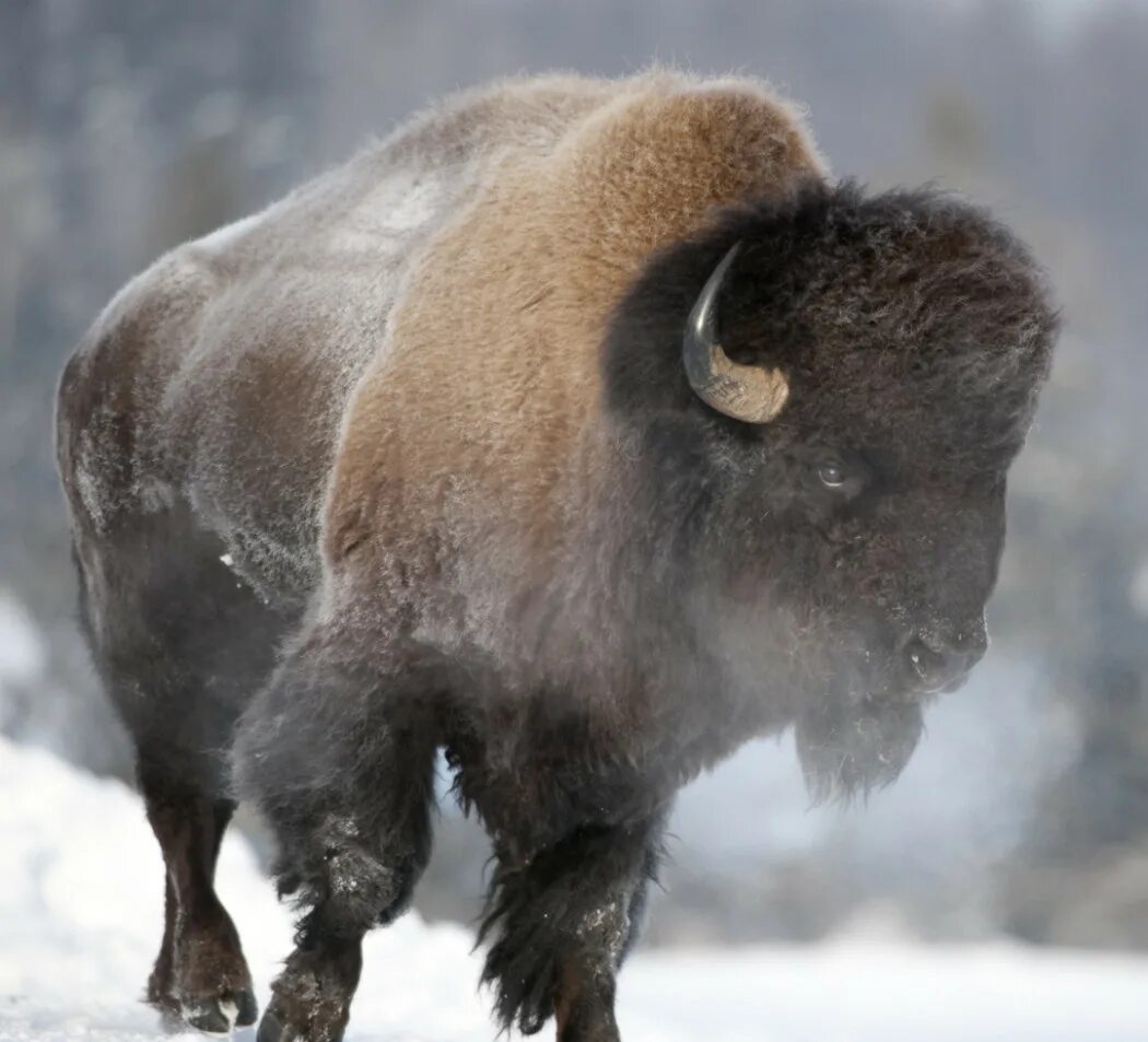 Бизоны фото и описание. Американский Степной Бизон. Большерогий Бизон. Бизон (Bison Bison). Бизоны в Северной Америке.