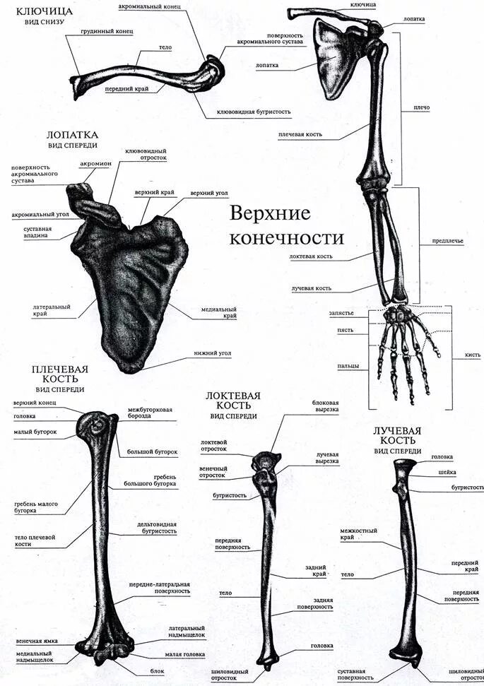 Анатомия верхней конечности. Кости верхней конечности вид спереди. Кости верхней конечности анатомия. Строение верхней конечности человека. Кости верхней конечности анатомия на латыни.