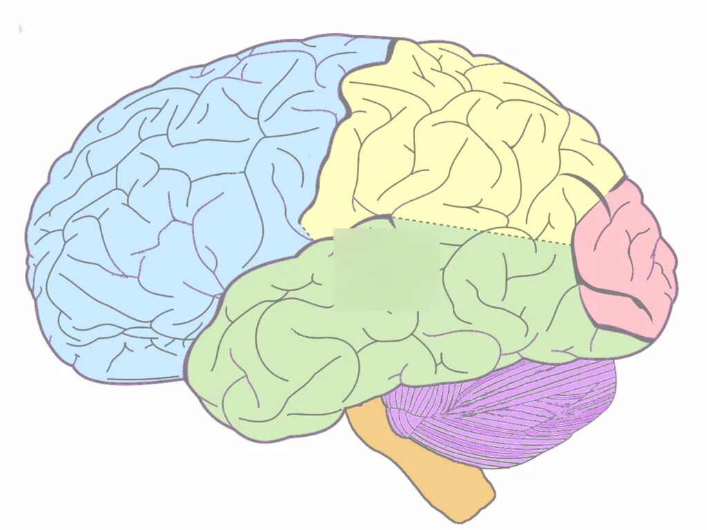 Рисунок мозга биология 8 класс. Строение мозга. Анатомия человеческого мозга. Строение головного мозга человека. Мозги человека анатомия.