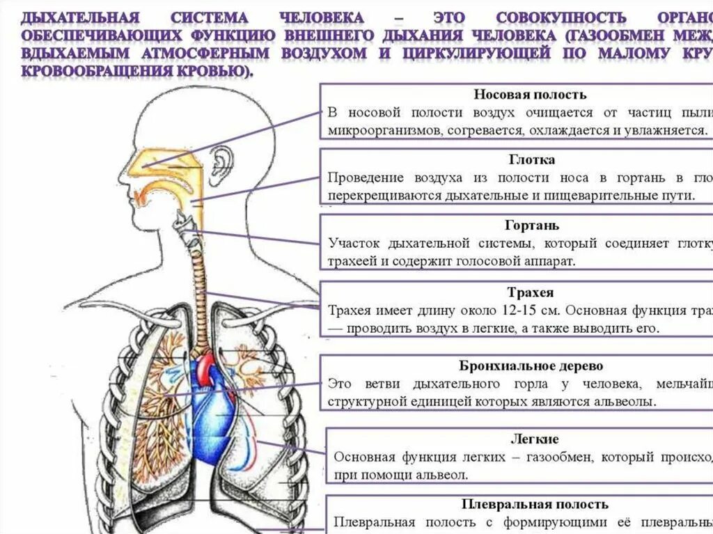 Органы обеспечивающие дыхание человека. Строение и функции дыхательной системы. Дыхательные пути человека схема. Строение и функции отделов дыхательной системы. Система дыхания человека схема.