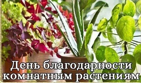 Благодарность комнатным растениям