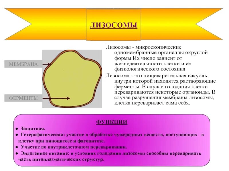 Лизосомы строение. Лизосомы и вакуоли. Лизосомы строение и функции. Лизосомы (одномембранные органоиды).