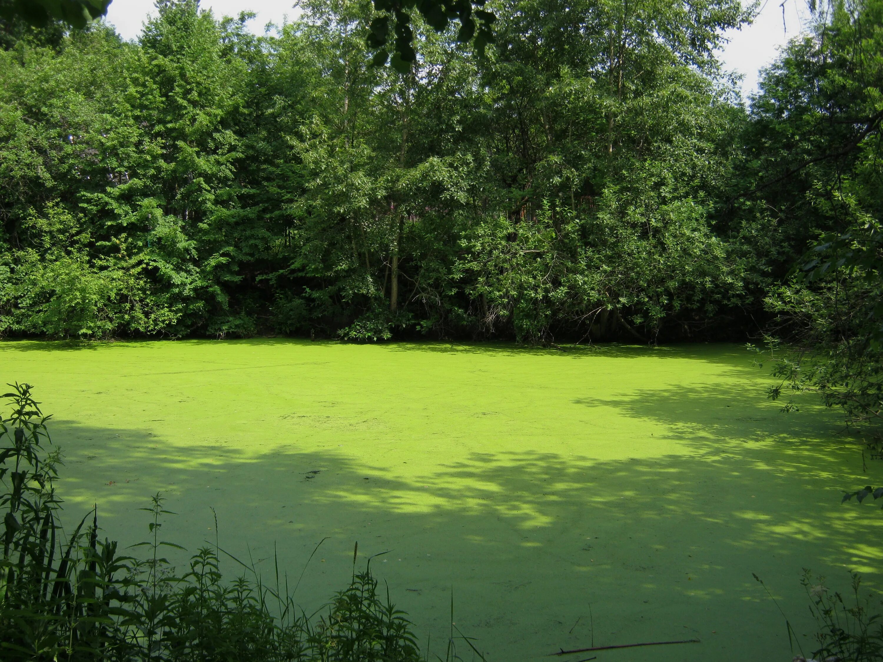 Плавающее болото. Пруд Ряска Болотная. Зеленый пруд Бианки.