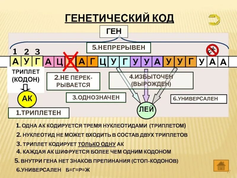 Биология 10 класс таблица генетический код. Генетический код. Генетический код человека. Таблица генетического кода днк и рнк. Генетический код пример.