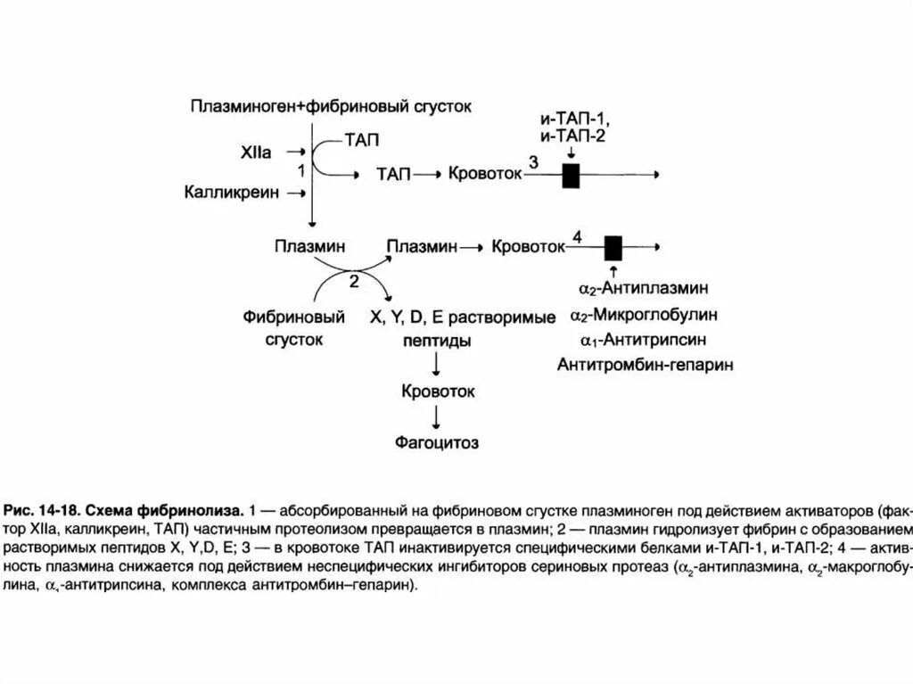 Образование фибринового тромба. Механизм образования фибринового сгустка. Образование фибринового сгустка схема. Этапы образования фибринового тромба биохимия. Система свертывания крови схема плазмин.