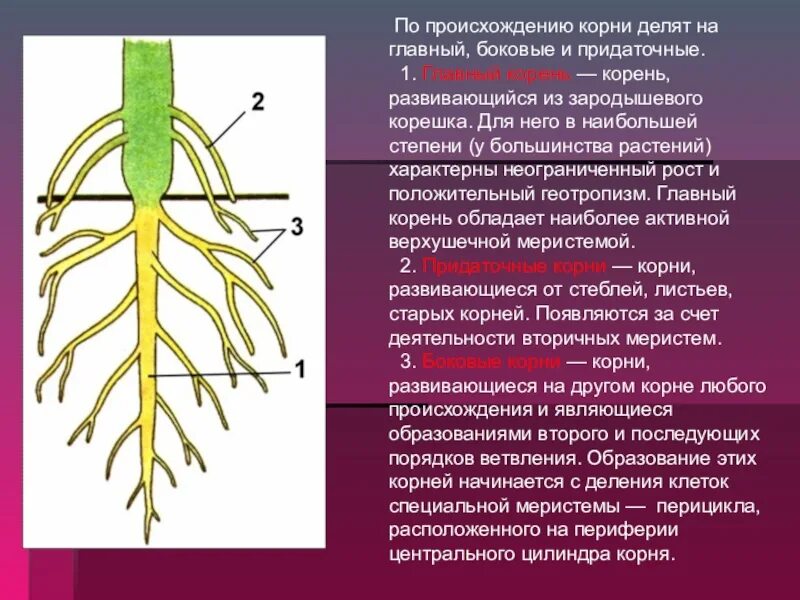 Главный корень из зародышевого корешка. Придаточные боковые и главный корень. Боковые корни у растений. Придаточные корни и боковые корни.