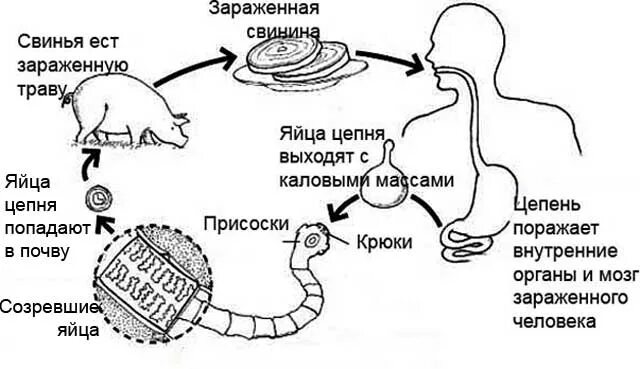 Какая стадия свиного цепня разовьется. Жизненный цикл свиного цепня схема. Цикл развития бычьего и свиного цепня. Жизненный цикл свиной цепень схема. Схема развития свиного цепня.