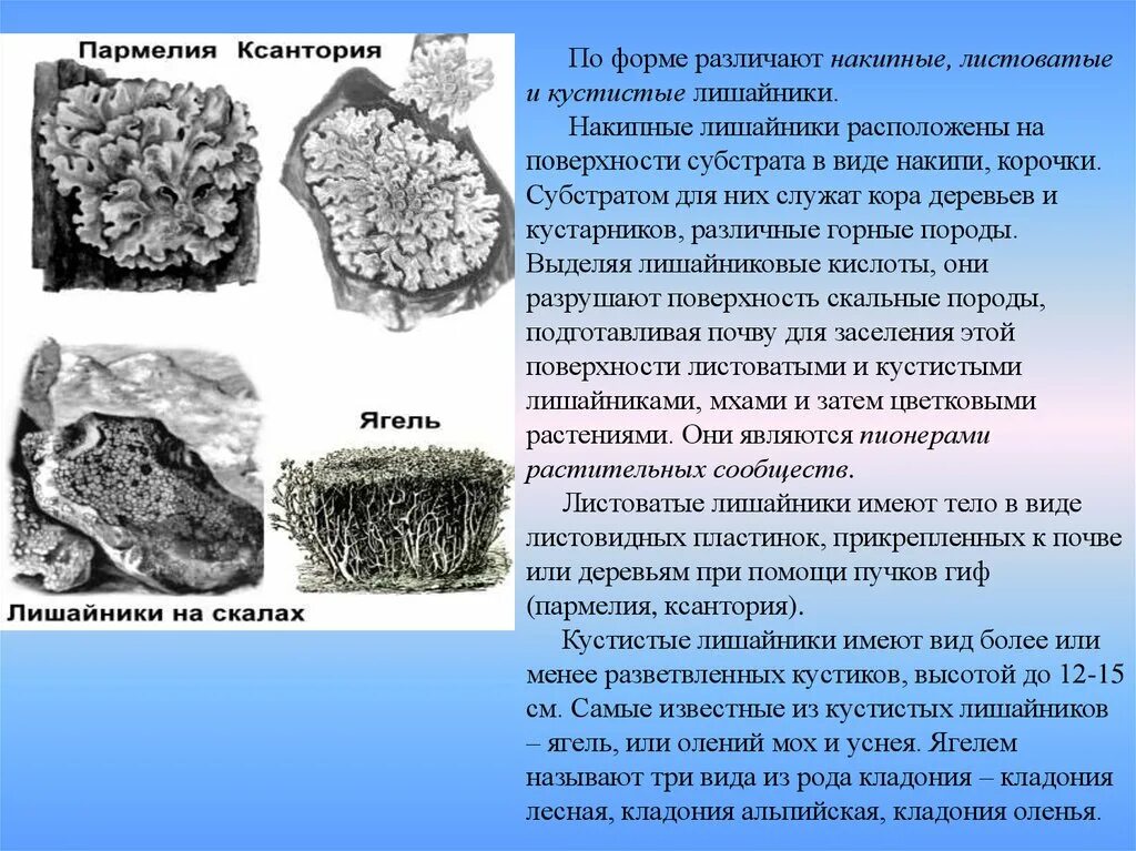 Лишайники накипные листоватые кустистые. Накипные лишайники доклад 5 класс. Сообщение о накипных лишайниках 5 класс. Накипные лишайники сообщение 5 класс биология.