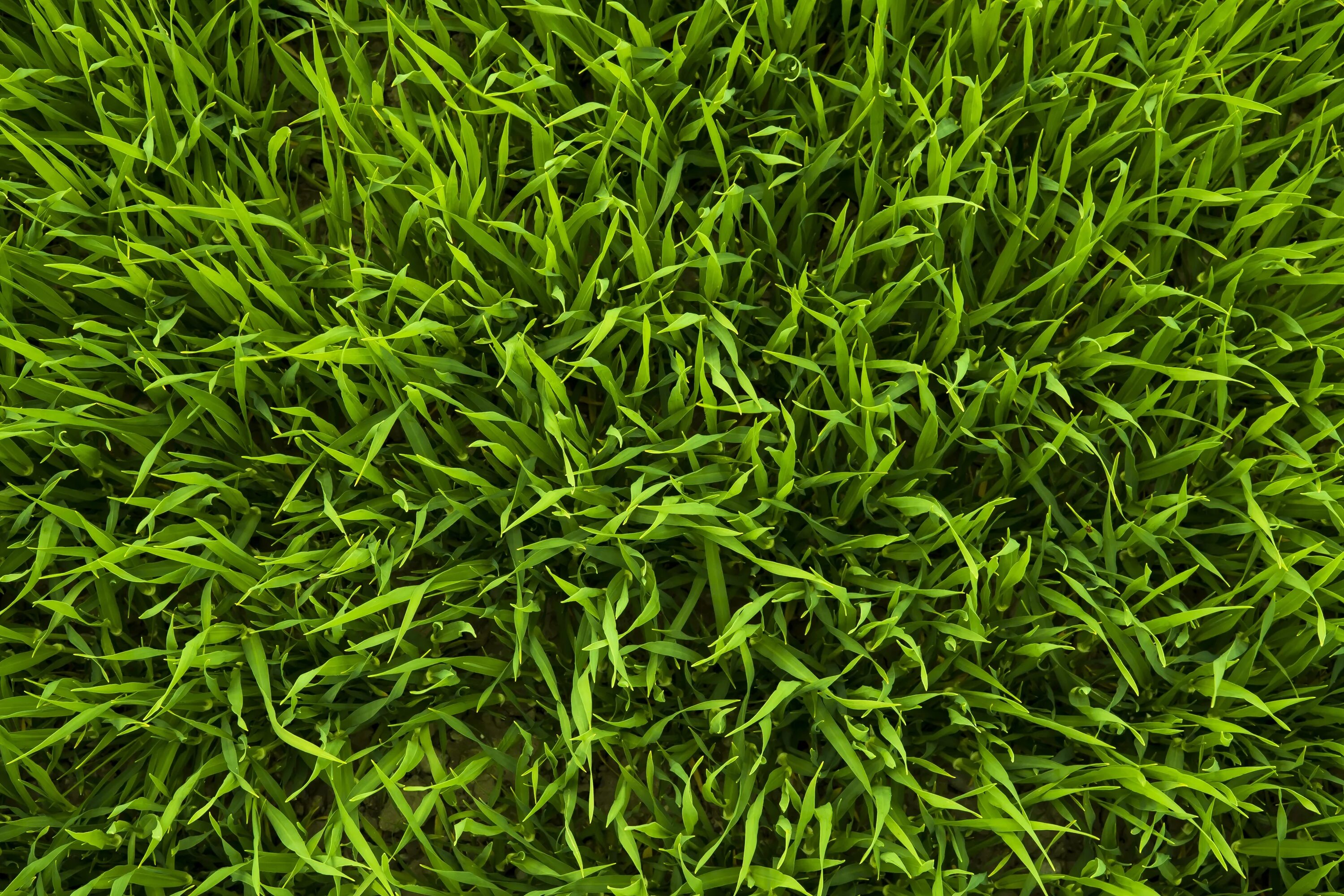 Густая зелень число. Газон Грин Медоу. Трава сверху. Трава вид сверху. Текстура травы.