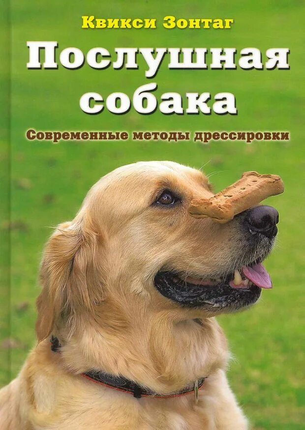 Ошейник для собак. Лабрадор дрессировка. Воспитанная собака. Песня послушный песик. Послушный щенок.