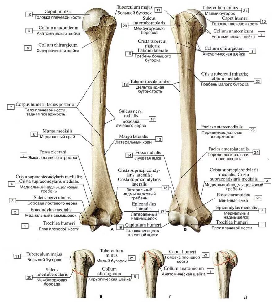 Плечевая кость латынь. Борозда лучевого нерва плечевой кости. Борозда локтевого нерва плечевой кости. Плечевая кость борозда локтевого нерва. Плечевая кость анатомическая шейка.
