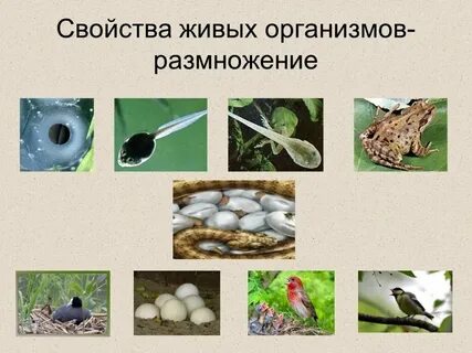 Размножение свойств всех живых организмов