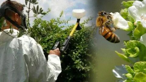 На пчел влияют
