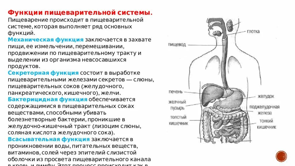 Пищеварительная система человека ее отделы и функции. Общая схема строения и функции пищеварительной системы человека. Общая схема строения органов пищеварения физиология. Пищеварительная система человека выполняемые функции.