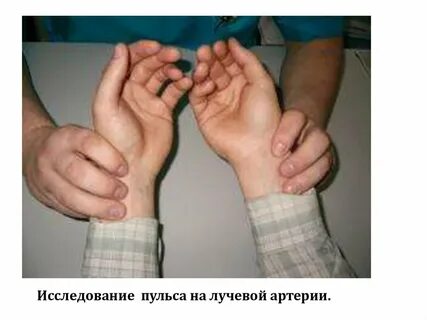 Исследование пульса на лучевой