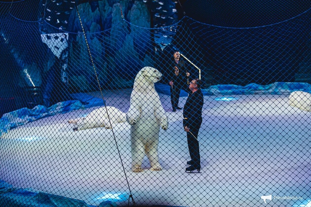 Цирк на льду Айсберг. Цирк на льду Айсберг белые медведи. Медведи на льду цирк. Белый медведь в цирке.