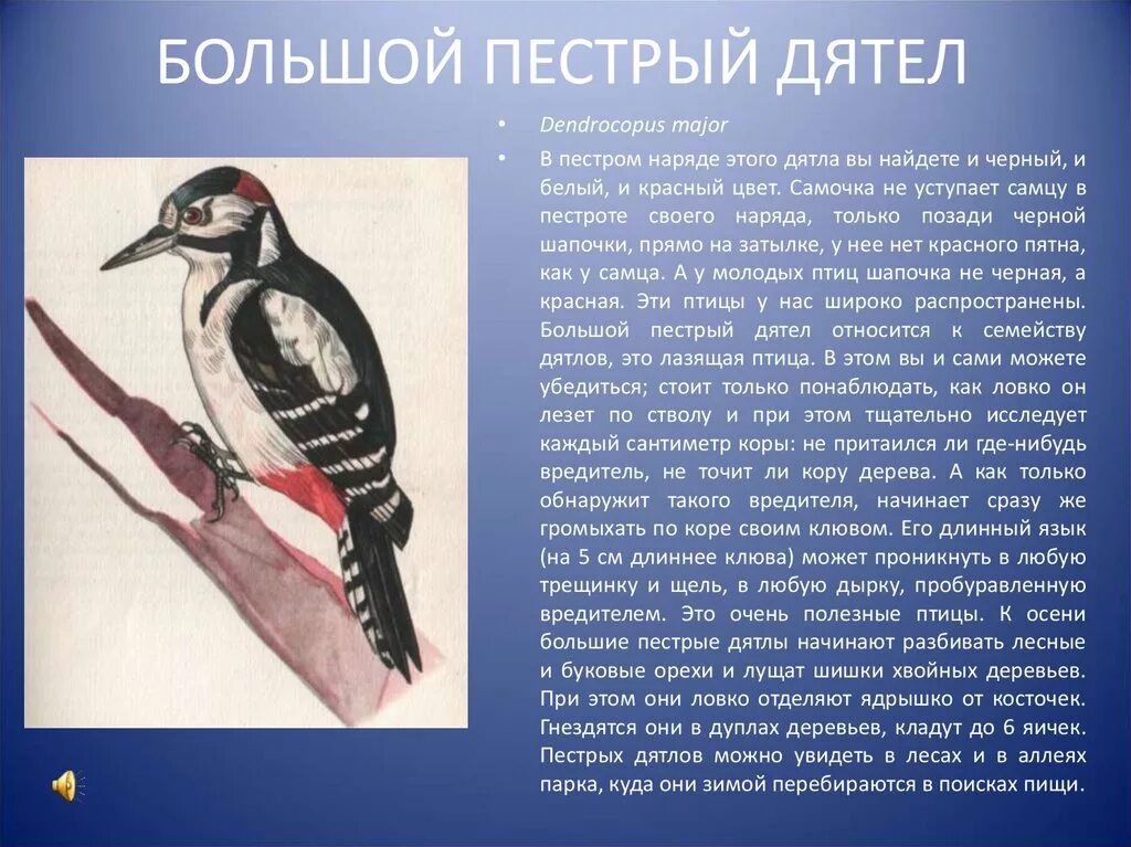 Пестрый значение. Образ жизни дятла. Птицы Белгородской области. Дятел описание птицы. Большой пёстрый дятел.