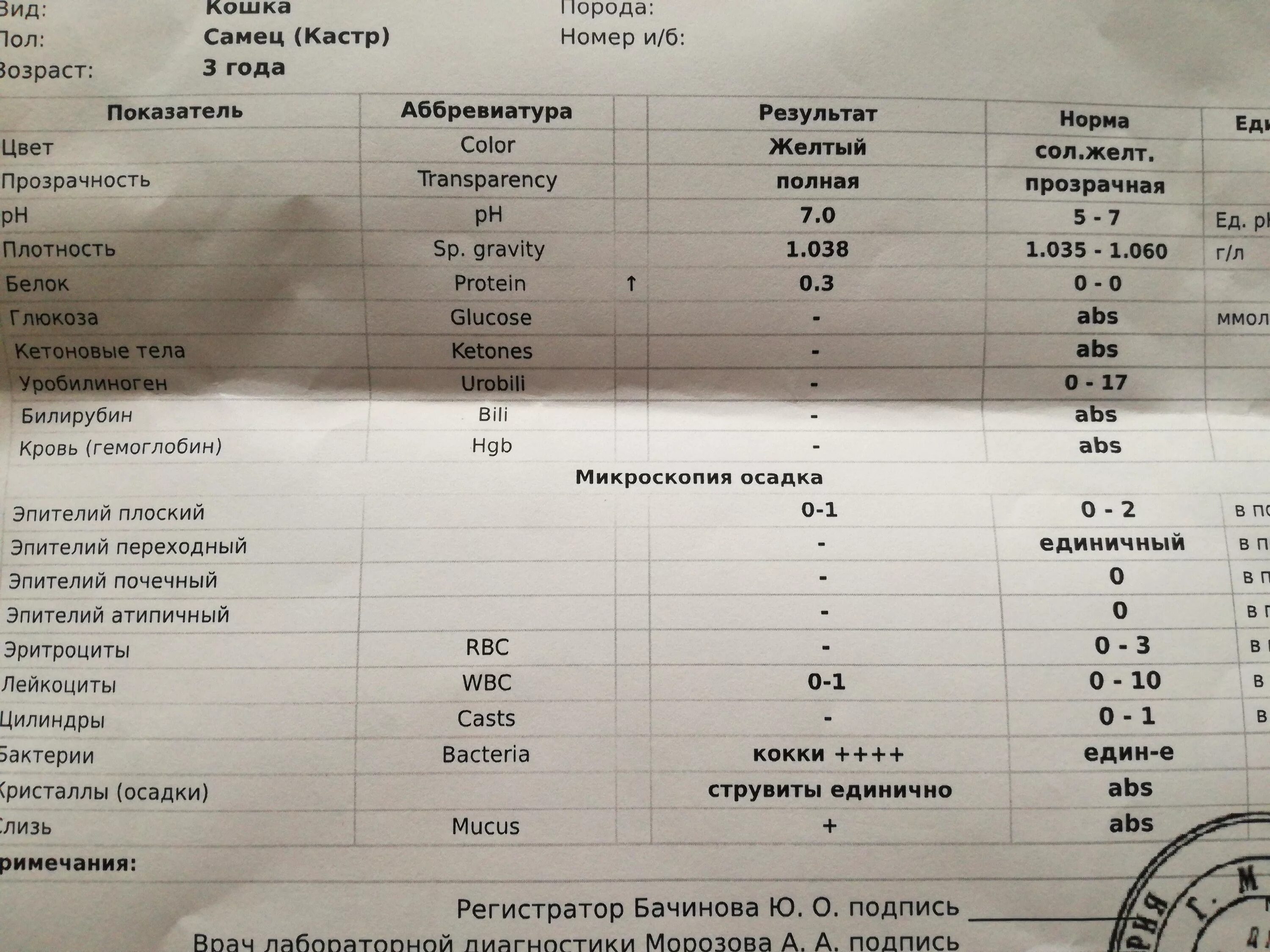 Норма белка в анализе мочи. Исследование мочи кота нормы. Показатели анализа мочи у кота. Нормальный анализ мочи у кота. Общий анализ мочи у кошек.