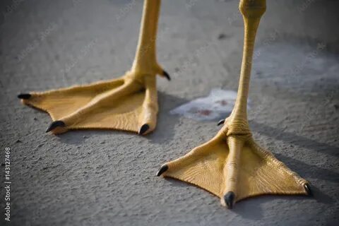 Webbed foot