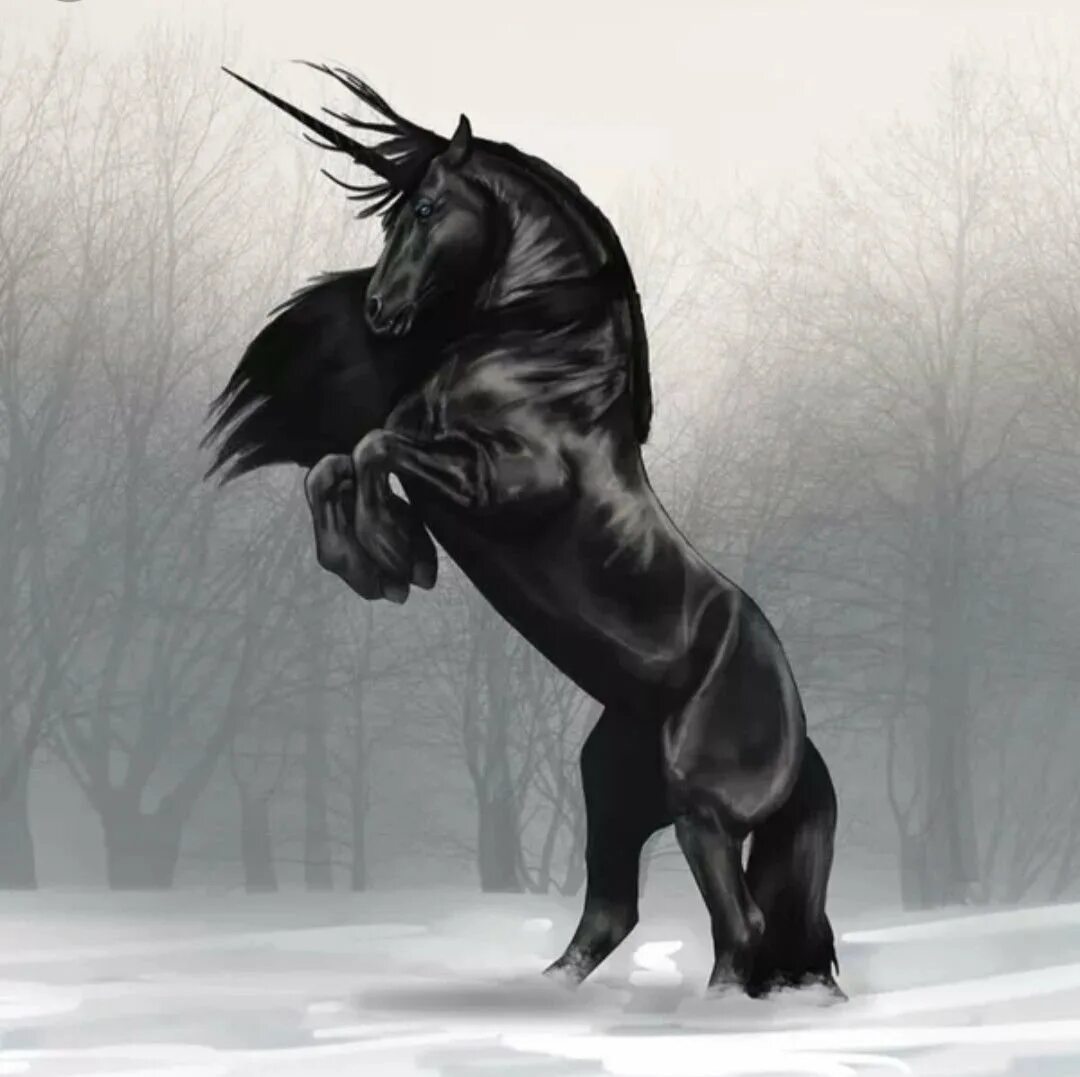 Книга черный конь. Черные Единороги и пегасы. Черная Вороная лошадь. Мустанг лошадь черный. Красивый черный конь.