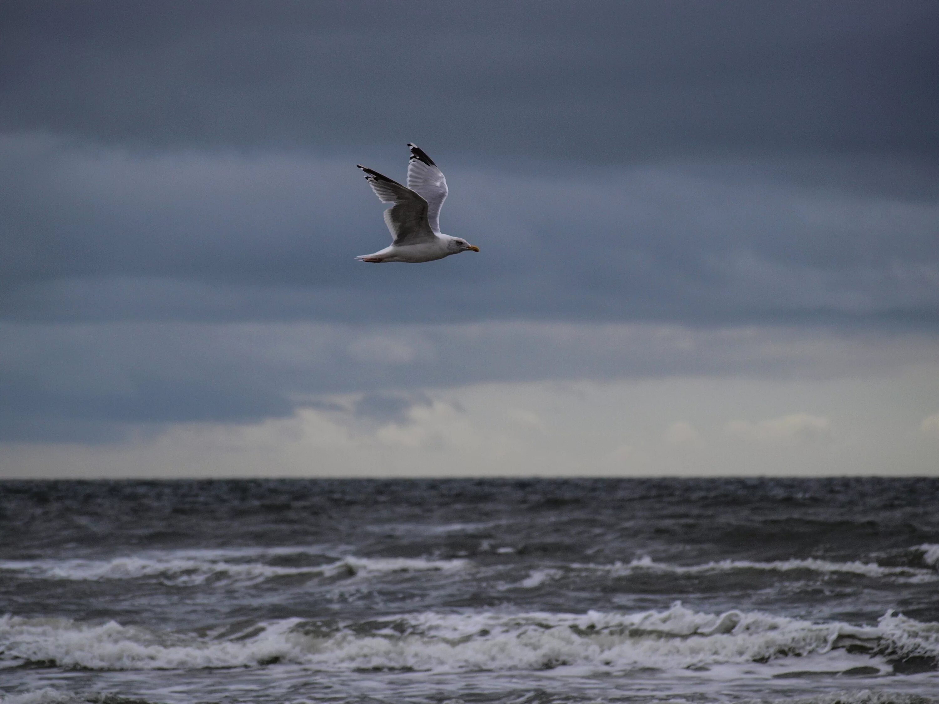 Прибой чайка. Альбатрос Балтийское море. Птицы Альбатросы на Балтийском море. Чайка Черноморская Альбатрос. Балтийское море Чайки и Альбатрос.