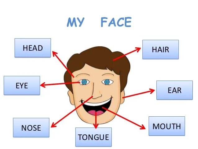 Умные глаза по английски 2 класс. My face английский. Face Parts. Fase карточка английский. My face части лица на английском.