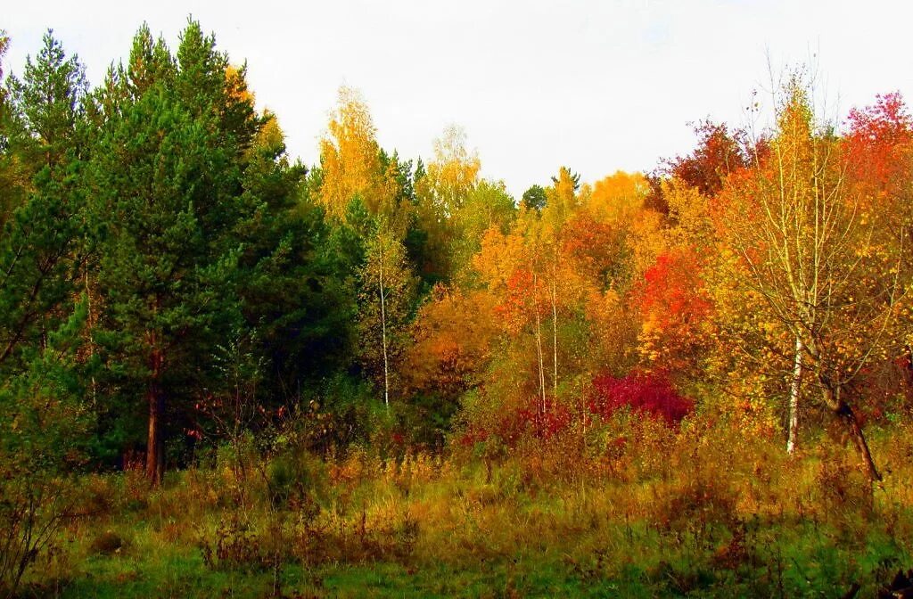 зона смешанных широколиственно-хвойных лесов россии растения. смешанные леса и широколиственные леса. смешанный лес более. темнохвойная пихтовая тайга сибирь. финляндия хвойно широколиственные леса.
