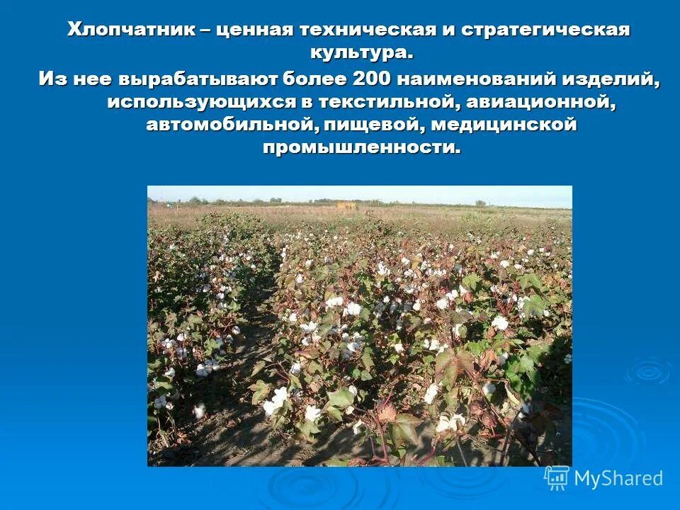 Районы возделывания хлопчатника. Лидеры по сбору хлопчатника. Лидеры выращивания хлопка. Тонна хлопка. Хлопчатник ареал.