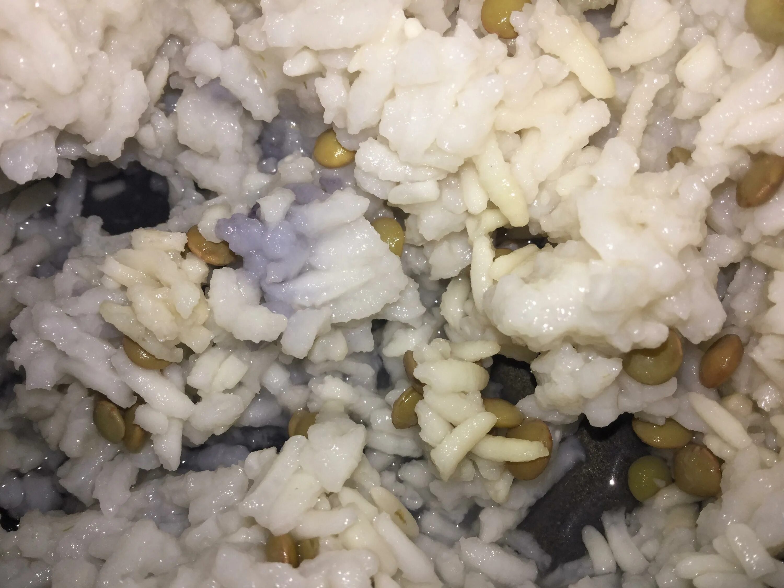 Blue rice. Дутый рис бело-голубой. Purple Rice. Синий рис купить.