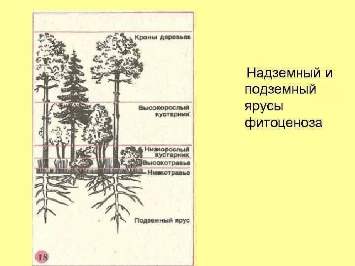 Структура растительного сообщества биология кратко. Ярусность лесного фитоценоза. Ярусность растительного сообщества схема. Структура биоценоза ярусность. Структура биоценоза схема.