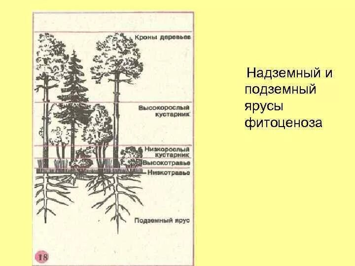 Ярусность лесного фитоценоза. Ярусность растительного сообщества схема. Структура биоценоза ярусность. Структура биоценоза схема. Каком природном сообществе наибольшее число надземных ярусов