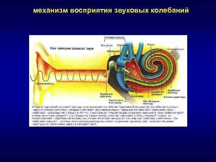 Ухо человека способно улавливать звук с частотой. Механизм восприятия звуковых колебаний. Механизм восприятия звук овых колебаниц. Механизм восприятия звуков различной частоты. 2. Механизм восприятия звуковых колебаний..