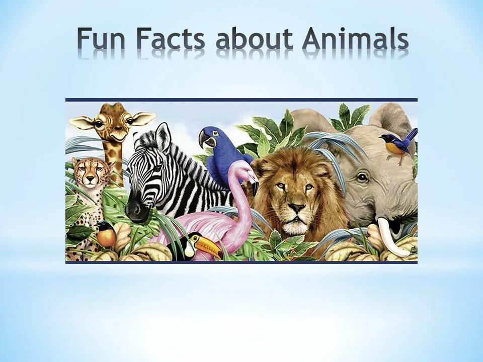 Facts about animals. Реклама на тему about animals. Funny facts about animals. Fact file about animals Лев проект 5 класс.