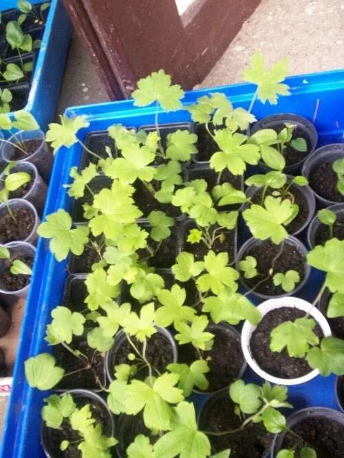 Дельфиниум рассада. Дельфиниум рассада. Дельфиниум рассада. Дельфиниум посадка семенами на рассаду. Дельфиниум цветок рассада.