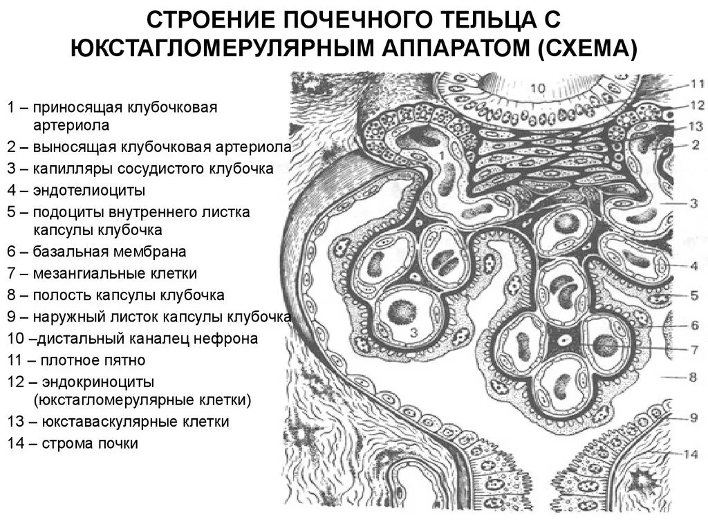 Схема строения почечного тельца. Строение почечного клубочка гистология. Строение клубочка нефрона гистология. Почечное тельце подоциты. Почечное тельце почки