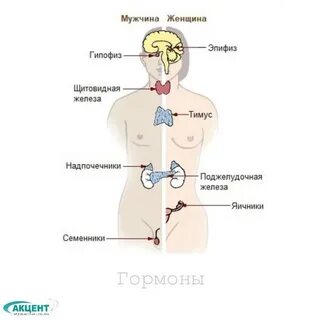 Конспект урока эндокринная система 9 класс биология