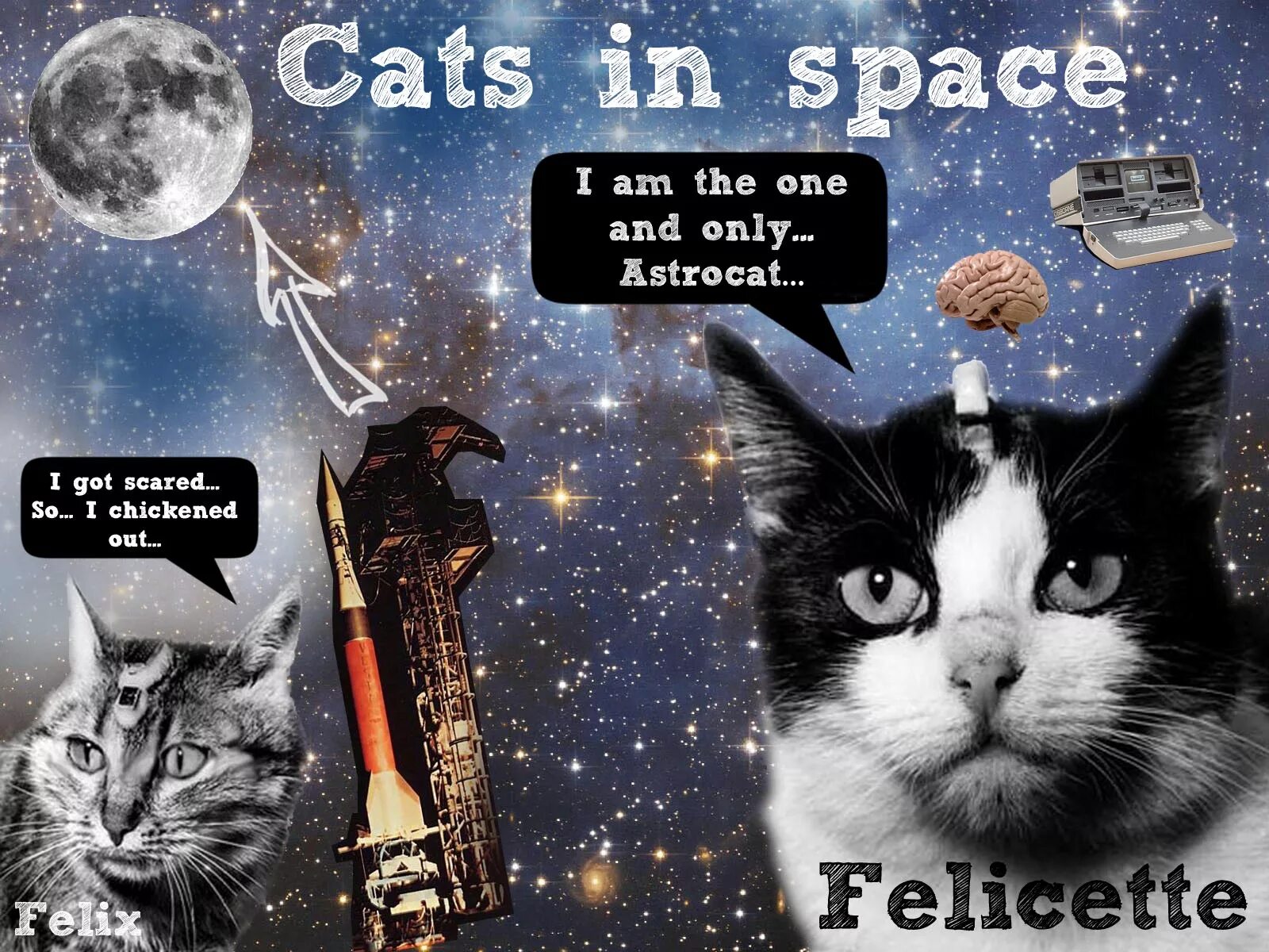 Кот космонавт Фелисетт. Кошка Фелисетта в космосе. Первая кошка космонавт Фелисетт. Французская кошка Фелисетт. 1 кошка в космосе