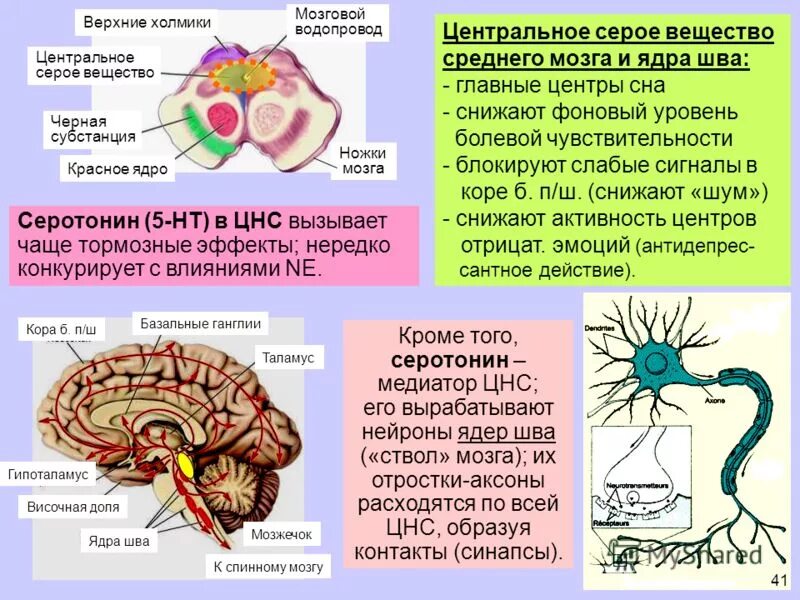 Ядра шва среднего мозга. Ядра центрального серого вещества среднего мозга. Центральное серое вещество среднего мозга. Центральное серое вещество среднего мозга и ядра шва.