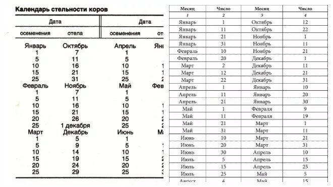 Калькулятор отела коров по дате осеменения. Таблица осеменения и отела коров. Таблица осеменения и отела коров даты. Календарь стельности коров таблица. Сколько корова в охоте