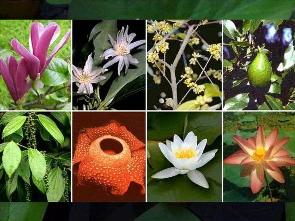 Многообразие цветковых. Покрытосеменные цветковые растения. Многообразие цветковых растений. Разнообразие цветковых. Разнообразие цветов.