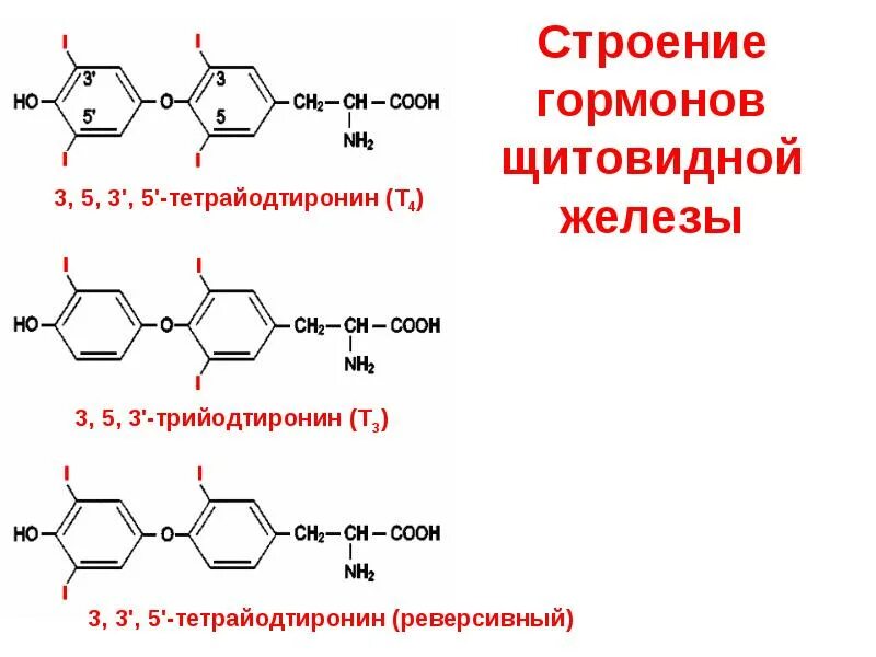 ТТГ формула структурная. Щитовидная железа химическая структура. Синтез гормонов щитовидной железы схема. Тиреотропный гормон химическая формула.