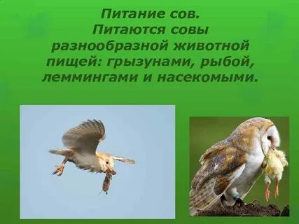 Что помогает этим животным добывать пищу сова