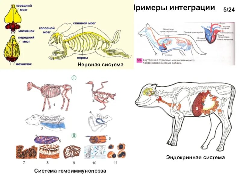 Система животных пример. Фило и онтогенез лимфатической системы. лимфатическая система животных анатомия. эндокринная система животных. эндокринная система млекопитающих.