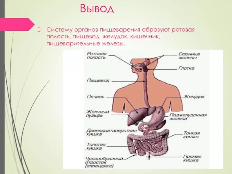 В какую систему органов входит пищевод. Пищеварительная система пищевод желудок. Пищеварительная система пищеварительный канал и железы. Вывод по таблице органы пищеварительной системы. Ротовая полость пищевод желудок кишечник.