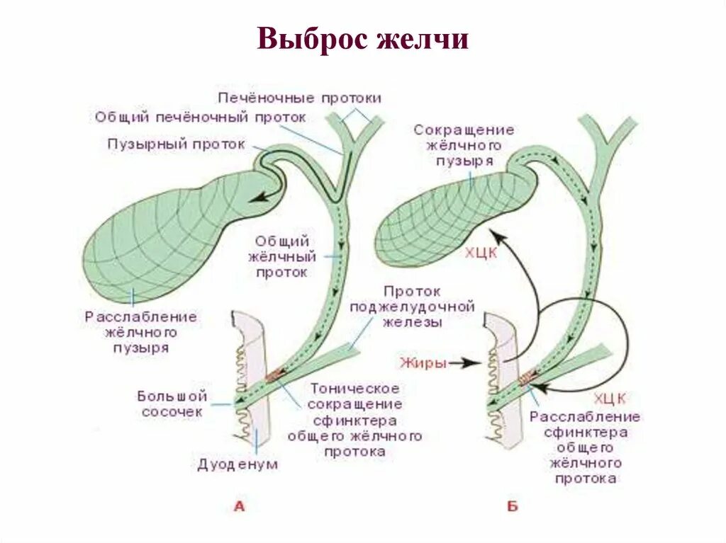 Схема движения желчи по желчным протокам. Схема выделения желчи. Печеночные протоки схема. Схема путей оттока желчи.