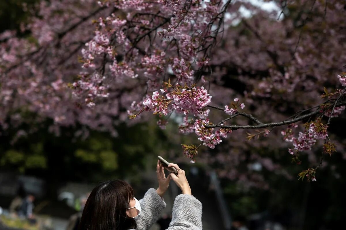 когда зацветет сакура затмение солнца. цветущая вишня ночью. ветка солнце весна. лунная весенняя ночь. в каком месяце расцветает сакура.