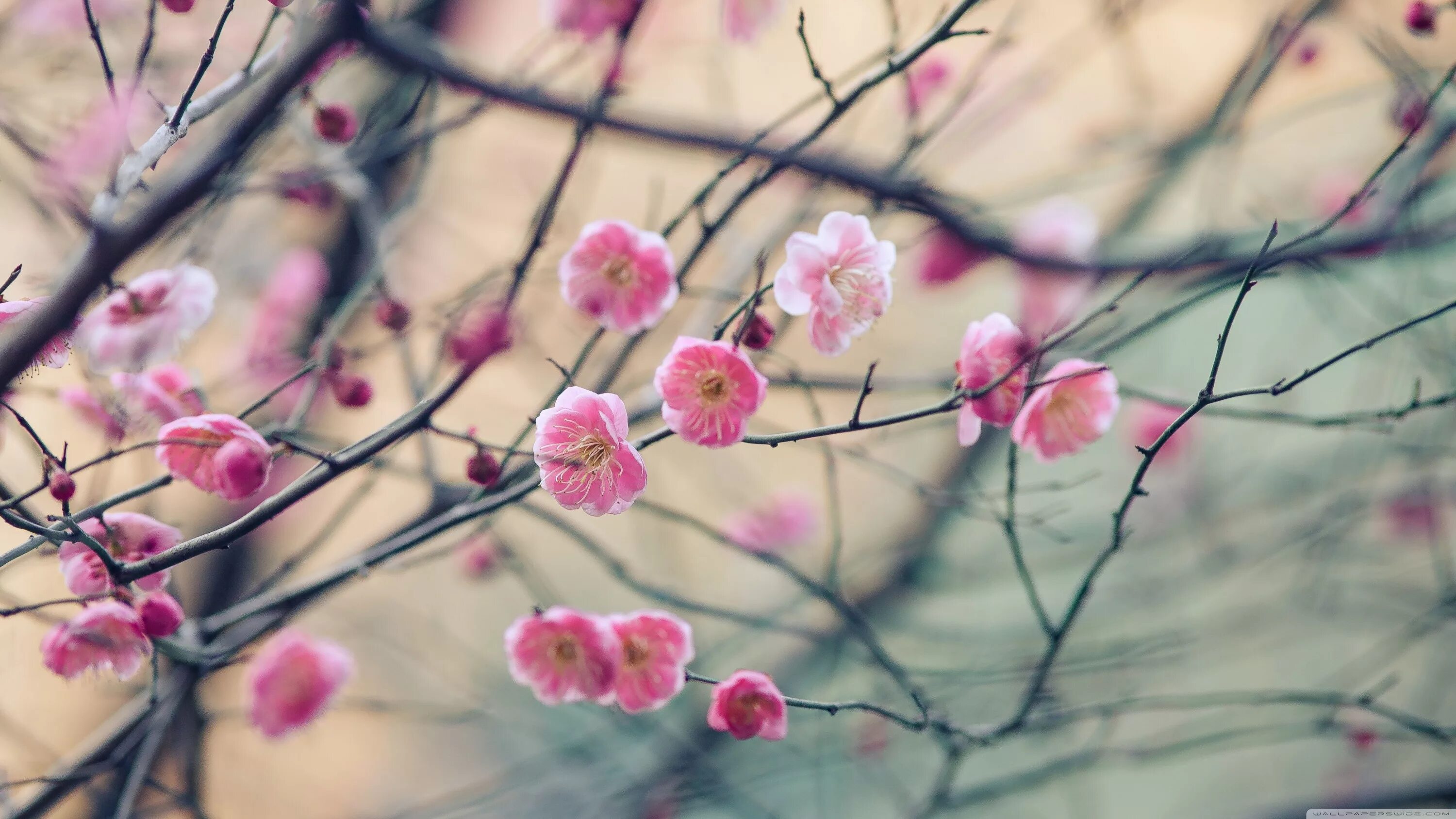 Умэ Мон. Весенний фон на рабочий стол. Нежные весенние цветы. Картинки апрель красивые на телефон