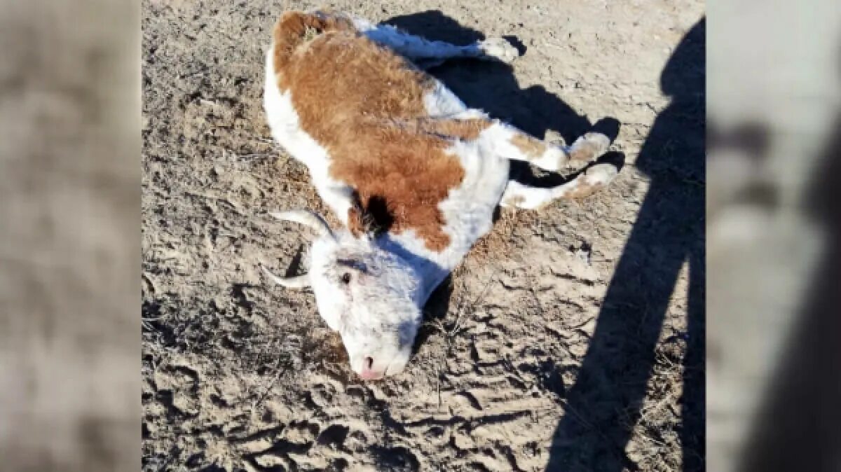 Корову принесли в жертву. Массовая гибель крупного рогатого скота.