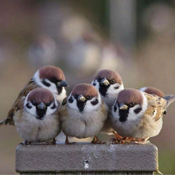 Включи bird. Птенцы воробьёв. Птенцы Воробьев. Птенец воробья. Маленький Воробей.