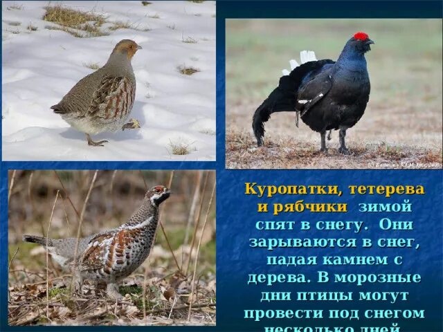 Сой ка